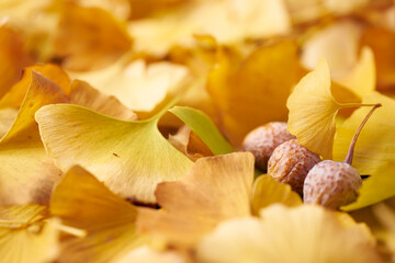 黄色いイチョウの葉