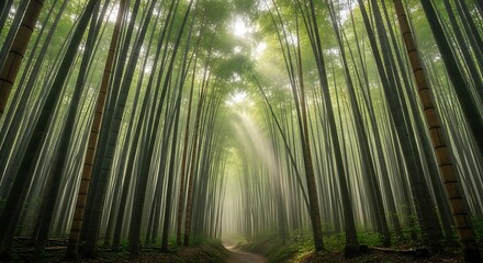 Fototapeta premium Lush Bamboo Forest Pathway with Sunlight Filtering Through Dense Green Canopy