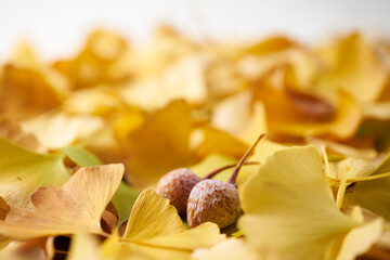 黄色いイチョウの葉