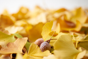 黄色いイチョウの葉