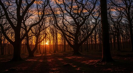 Golden sunset filtering through the bare branches of an ancient and enchanting woodland forest landscape
