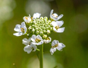 Close-up shows a tight cluster of tiny white flowers with delicate yellow stamens on green stems