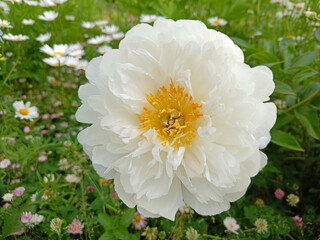 Fringed Ivory peony, white, Ivory with bright yellow stamens, macro, close-up
