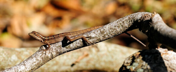 juvenile striped basilisk // junger Streifenbasilisk (Basiliscus vittatus) - Roatan island, Honduras