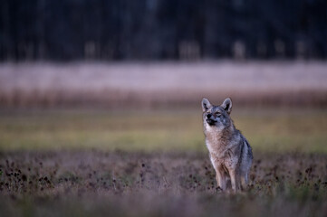 Coyote (Canis latrans) Standing in Open Field at Dusk — Wildlife Environmental Portrait
