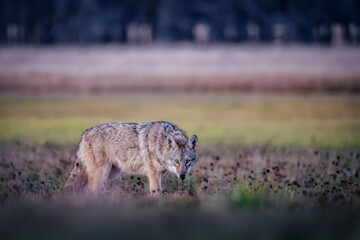 Coyote (Canis latrans) Looking Toward Camera While Walking in Field at Dusk