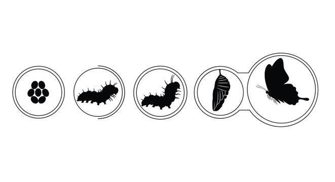 A clear visual representation of a butterfly's complete life cycle, detailing the progression from eggs, through caterpillar and chrysalis, to the final adult butterfly.