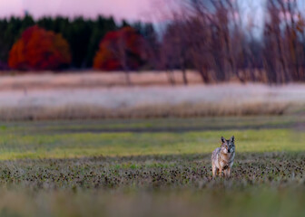 Coyote (Canis latrans) in Open Field at Dusk — Environmental Wildlife Portrait