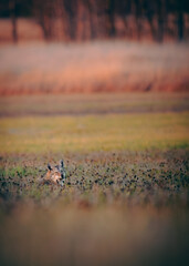 Coyote (Canis latrans) Hiding in Tall Grass With Only Head Visible — Wildlife in Natural