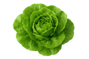 Obraz premium Butter lettuce showing its fresh green leaves from a top view, representing healthy eating, organic food, and vegan diet concepts