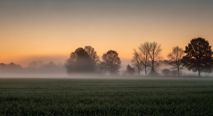 morning mist in the field