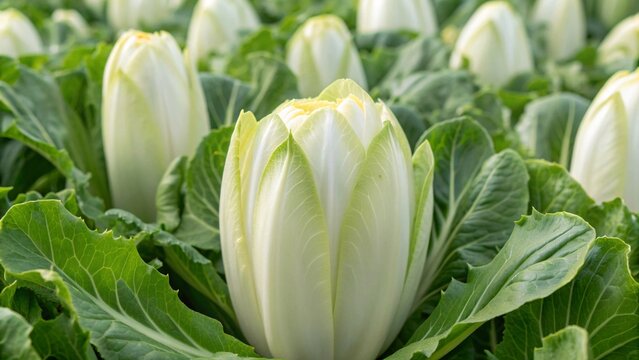 Fresh endive growing in a lush green field ready for market, a healthy harvest for salads and cooking, natural farming practices