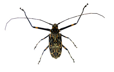 Harlequin Beetle (Acrocinus longimanus) with long antennae, isolated on transparent background