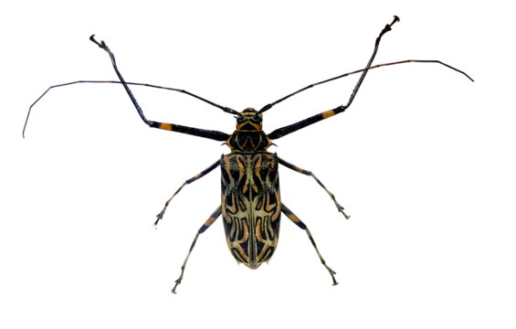 Harlequin Beetle (Acrocinus longimanus) with long antennae, isolated on transparent background