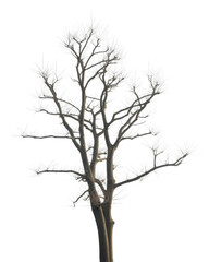 Obraz premium Frosted branches against dark isolated on a transparent background