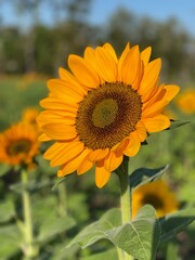 Obraz premium sunflower in the field