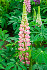 Fototapeta premium Beautiful pink lupine flowers blooming in forest park.