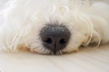ビションフリーゼ子犬の黒い鼻アップとふわふわの白い毛