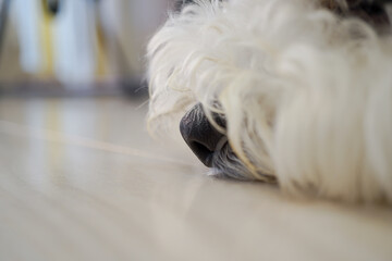 ビションフリーゼ子犬の黒い鼻アップとふわふわの白い毛