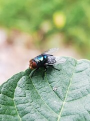 Close-up macro image of a green bottle fly resting on a leaf, showing detailed wings, reflective body colors, and natural textures. Ideal for entomology, nature, biology, and ecology themes.