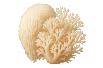 Lion's mane mushroom and coral mushroom illustration depicting edible fungi with transparent background for natural health concepts