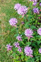 Fragrant pink monarda flowers in the garden.