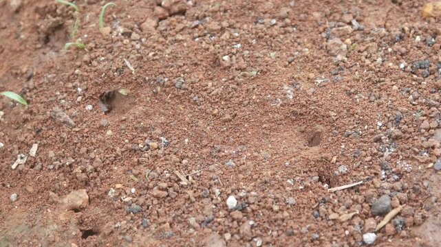 small red ant holes in dry soil