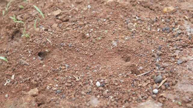 small red ant holes in dry soil