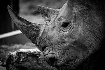 Rhinoceros Head in Black and White – Expressive, High-Detail Wildlife Portrait