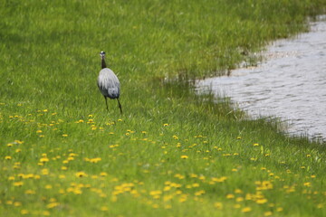 Fototapeta premium Great Blue Heron in the grass