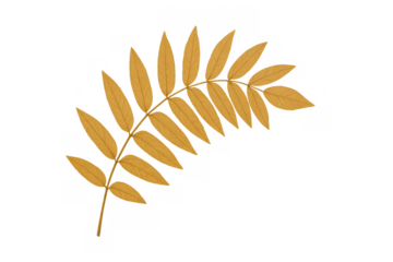 Autumn rowan leaf turning golden yellow, showing seasonal foliage color on a transparent background