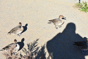 会津若松　猪苗代湖　鴨