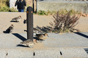 会津若松　猪苗代湖　鴨