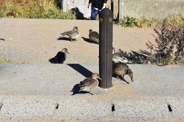 会津若松　猪苗代湖　鴨