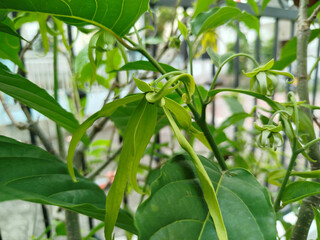 Vibrant yellow green Ylang ylang flowers hanging from a branch, highlighted by bright natural light with a smooth, green, blurred background.