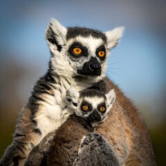 Naklejka premium Two primates with ringed tails, one cuddling the other, against a blurred background. Warm sunlight illuminates their fur and large eyes