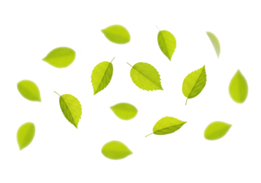 Scattered green leaves transparent background cutout png