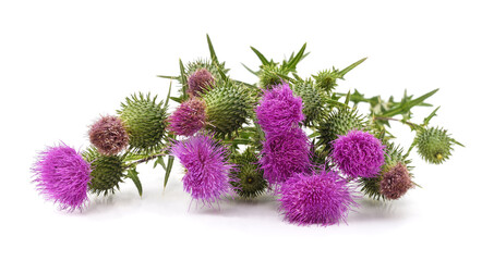 Purple thistle flowers isolated on white background.