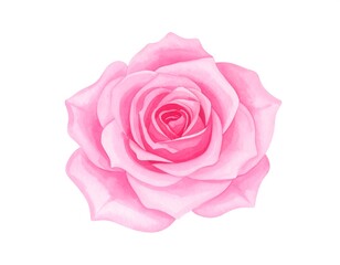 Softly colored pink rose in full bloom against a white backdrop