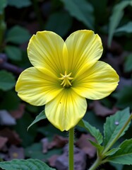 Bright Yellow Flower with Green Foliage Closeup