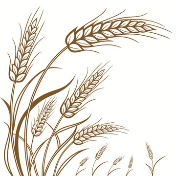 Stylized brown wheat stalks and leaves arranged in a decorative border on a white background