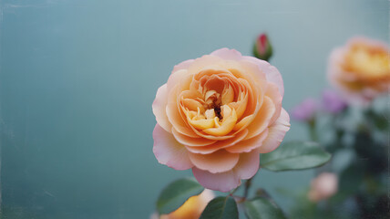 Delicate peach rose blooms with soft pastel petals and blurred garden backdrop