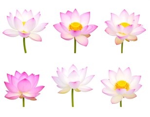 Six vibrant, pink and white aquatic flowers with yellow centers on white