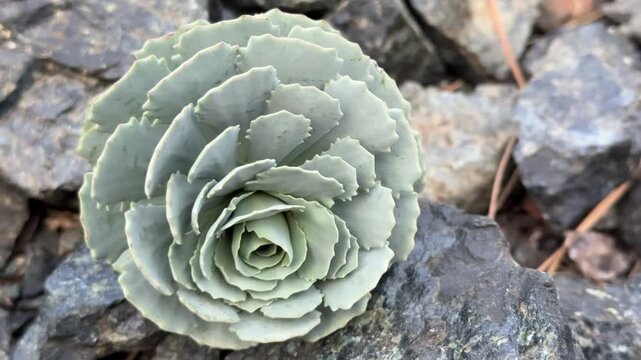 Succulent flowers are resistant to cold and have an unusual habitat