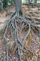 地面が削れてむき出しになった木の根