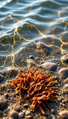 Colorful Sea Anemone Clusters Sandy Shoreline