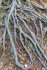 地面が削れてむき出しになった木の根