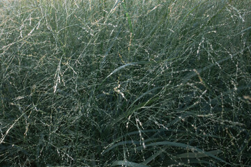 Natural green background. Panicum virgatum or switchgrass is ornamental plant for landscape design.