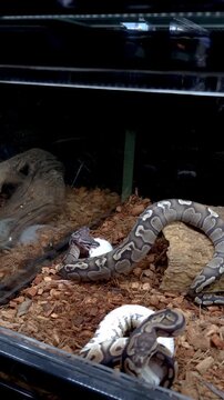 A ball python is searching for the best position to swallow a white rat.