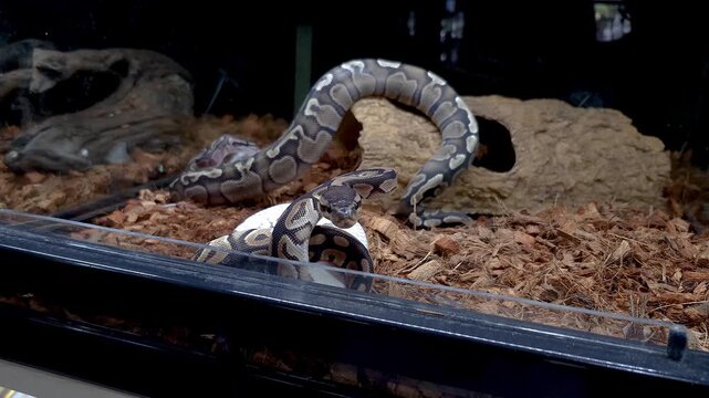 Ball python cinnamon in S-position ready to attack.